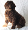 Newfypoo For Sale Sugarcreek OH Male-Ashton