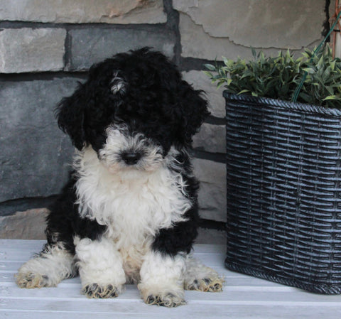 AKC Registered Moyen Poodle For Sale Wooster OH Male-Ace