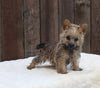 AKC Registered Cairn Terrier Millersburg OH -Female Roxanne