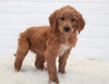Goldendoodle (Standard) For Sale Dundee, OH Female- Sheila