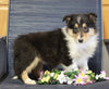 AKC Registered Collie (Lassie) For Sale Fredericksburg, OH Female- Lois