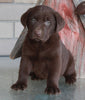 AKC Registered Labrador Retriever For Sale Sugarcreek OH Male-Ted