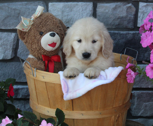 AKC Registered Golden Retriever For Sale Brinkhaven OH Female-Kira