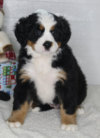 AKC Registered Bernese Mountain Dog For Sale Millersburg OH Female-Lily