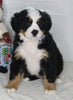 AKC Registered Bernese Mountain Dog For Sale Millersburg OH Female-Lily