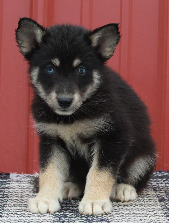 Pomsky Puppy For Sale Wooster OH -Male Boomer
