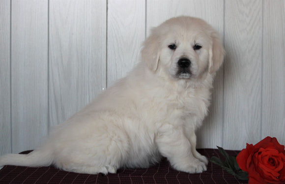 AKC Registered English Cream Golden Retriever For Sale Fredericksburg, OH Male- Smokie