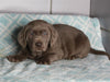 AKC Registered Silver Labrador Retreiver For Sale Sugarcreek OH Male-Max