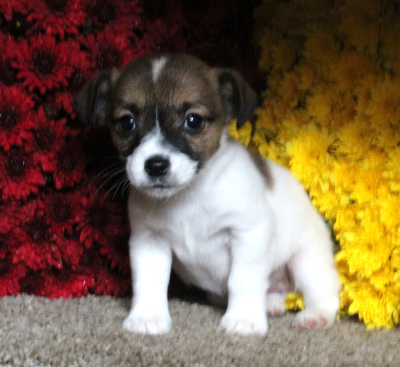 Jack Russel Terrier For Sale Fredericksburg OH Female-Sugar