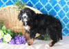 Bernedoodle For Sale Sugarcreek, OH Male- Rocky