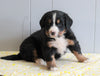 AKC Registered Bernese Mountain Dog For Sale Millersburg, OH Female- Candi
