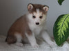 Pomsky For Sale Fredericksburg, OH Female- Dani