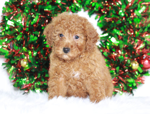 Miniature Poodle For Sale Wooster, OH Female- Holly