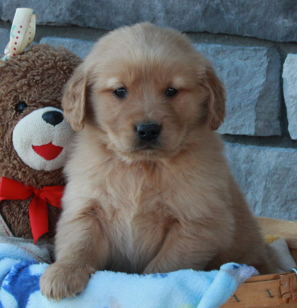 AKC Registered Golden Retriever For Sale Brinkhaven OH Male-Diamond