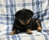 AKC Registered Rottweiler For Sale Shreve OH Female-Bailey