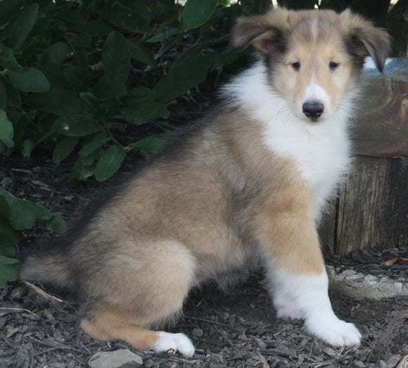 AKC Registered Lassie Collie For Sale Millersburg OH Female-Wanda