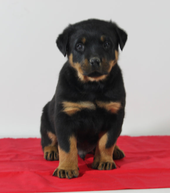 AKC Registered Rottweiler For Sale Wooster OH Male-Buddy