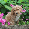 F1BB Mini Labradoodle For Sale Millersburg OH Male-Ernie