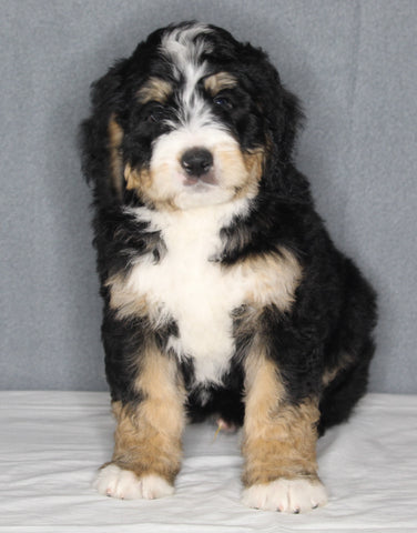 Bernedoodle For Sale Sugarcreek OH Male-Riley