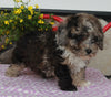 ACA Registered Mini Poodle For Sale Sugarcreek OH Male-Keith