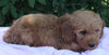 Mini Goldendoodle For Sale Millersburg OH Female-Polly