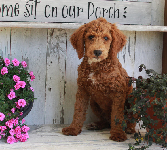 Mini Poodle For Sale Millerburg OH Male-Baxter