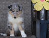 Collie Lassie For Sale Fredericksburg OH Male-Ralph