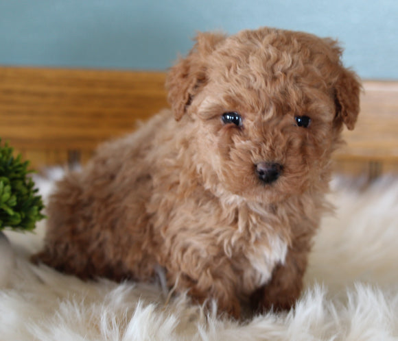 Mini Poodle For Sale Millersburg OH Female-Molly