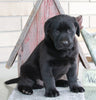 ACA Registered Labrador Retriever For Sale Sugarcreek, OH Male- Duke