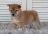 AKC Registered Shiba Inu For Sale Millersburg, OH Male- Max