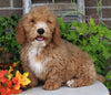 F1BB Mini Labradoodle For Sale Millersburg OH Male-Enzo