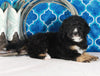 Bernedoodle For Sale Sugarcreek OH Male-Trevor