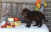 F1B Medium Labradoodle For Sale Millersburg OH Female-Fanny