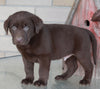 AKC Registered Labrador Retriever For Sale Sugarcreek OH Male-Ted