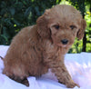 Mini Goldendoodle For Sale Millersburg OH Female-Polly