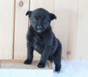 German Shepherd/ Siberian Husky Mix For Sale Millersburg, OH Female- Luna