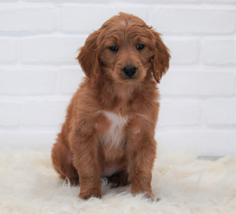Goldendoodle (Standard) For Sale Dundee, OH Female- Sheila