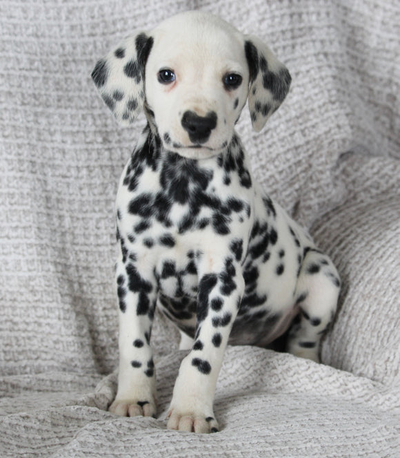 AKC Registered Dalmatian For Sale Wooster OH Male-Abe