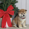 AKC Registered Shiba Inu For Sale Dundee OH Male-Teddy