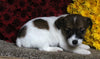 Jack Russel Terrier For Sale Fredericksburg OH Female-Sugar