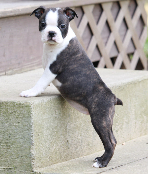 AKC Registered Boston Terrier For Sale Warsaw, OH Female- Ember