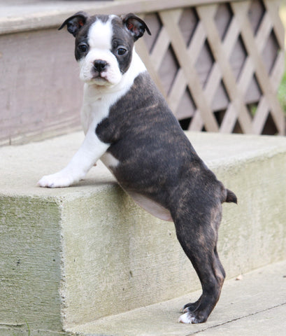 AKC Registered Boston Terrier For Sale Warsaw, OH Female- Ember