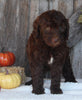 F1B Medium Labradoodle For Sale Millersburg OH Female-Fanny