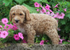 F1BB Mini Labradoodle For Sale Millersburg OH Male-Ernie