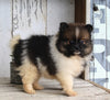 ACA Registered Pomeranian For Sale Millersburg OH Male-Jason