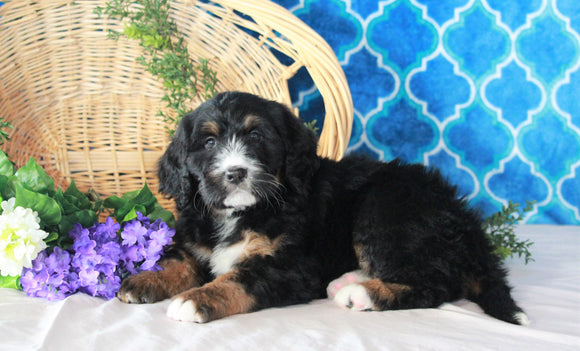 Bernedoodle For Sale Sugarcreek, OH Male- Rocky
