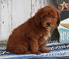 AKC Registered Mini Poodle For Sale Millersburg OH Male-Ranger