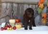 F1B Medium Labradoodle For Sale Millersburg OH Female-Fanny