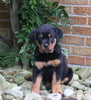 AKC Registered Rotweiler For Sale Shreve OH Male-Teddy