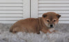 AKC Registered Shiba Inu For Sale Millersburg, OH Male- Max